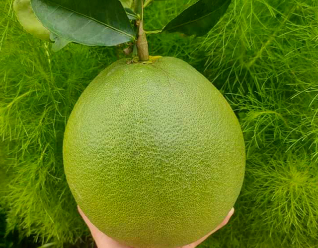 Bưởi da xanh Vĩnh Long Loại 1 ngon, ngọt thanh - Trung Xương Shop
