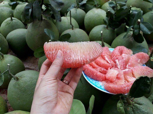 Cùng nhà nông trao đổi kỹ thuật trồng bưởi da xanh sai trĩu quả - Agri.vn