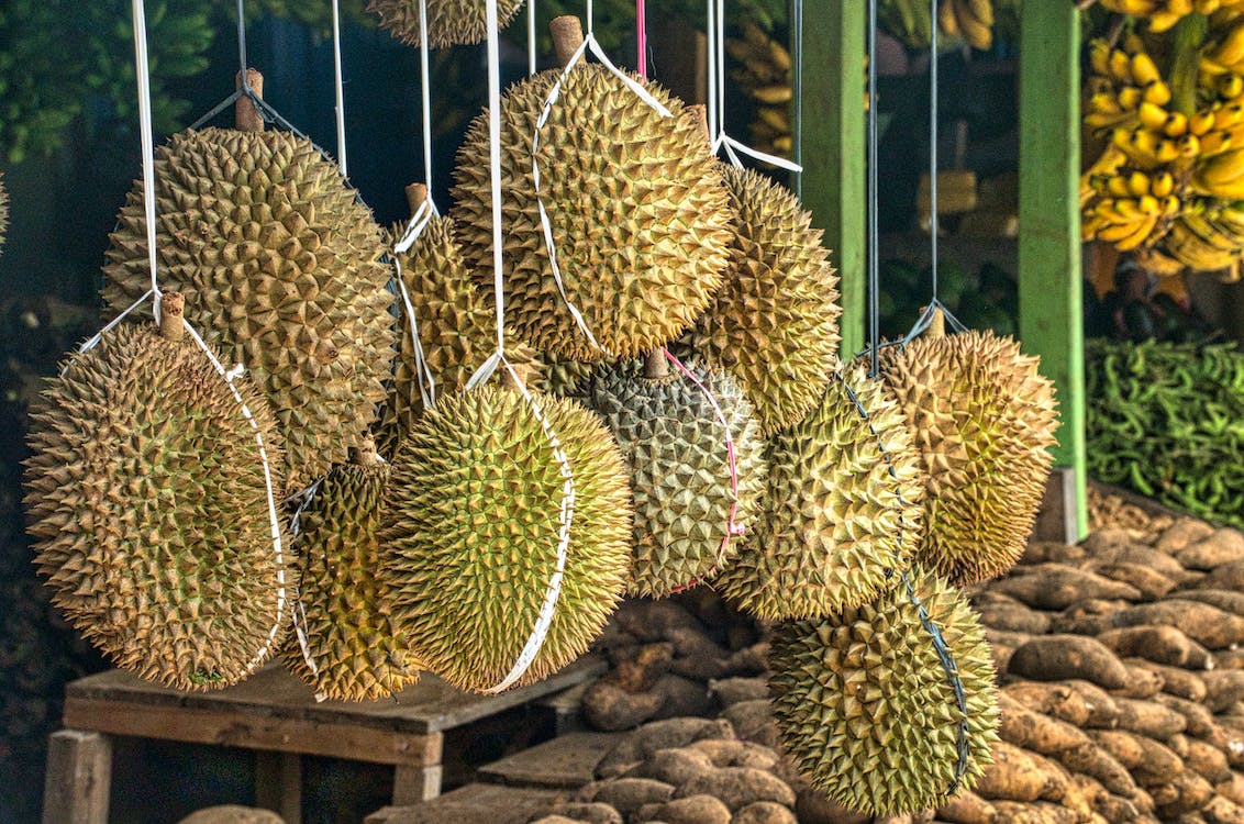 Những trái sầu riêng chín vàng